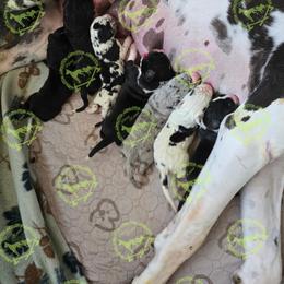 Girl 2 - Harlequin female Great Dane puppy in Cheyenne, Wyoming from Viking Kennel