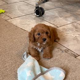 Pink Girl - Red female Cavapoo puppy in Sugarcreek, Ohio from True Hearted Doodles