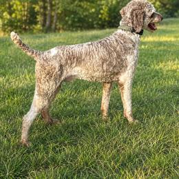 Bernedoodle and Poodle All Grown Up from Mid-West Bernedoodles