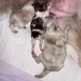 Choc tri - Chocolate and tan parti female Pomeranian puppy in Fayetteville, North Carolina from Tar-heel Poms