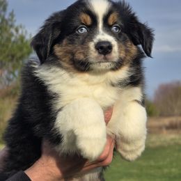 Clover - Black tri Miniature Australian Shepherd puppy in Boonville, New York from Amy & Dan's Awesome Aussies