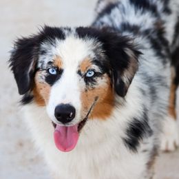 Rubi - Toy Australian Shepherd
