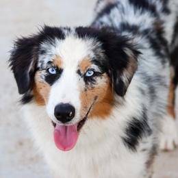 Rubi - Toy Australian Shepherd