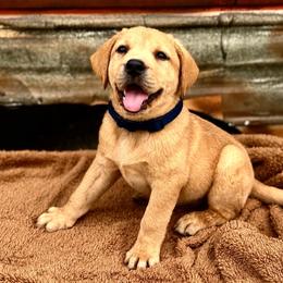 Han (Blue Collar) - Yellow male Dilute Retriever puppy in Baldwin City, Kansas from Hedge Lane Labradors