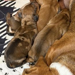 Dachshund Puppies from Witchy Woman’s Wiener’s