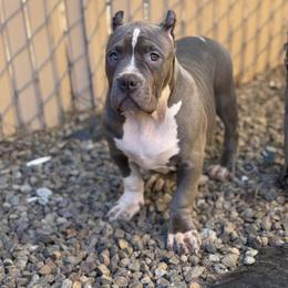American Bully Puppies from M&M XL Bully Kennel