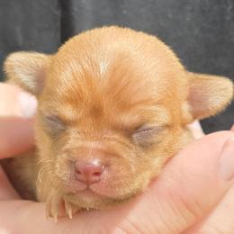 Orange - Gold male Chihuahua puppy in East Camden, Arkansas from RoyAl