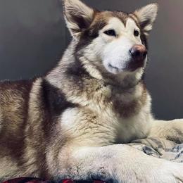 Alaskan Malamutes from Moot Manor Malamutes