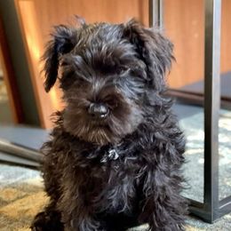 Miniature Schnauzers from Lit Happy Schnauzers
