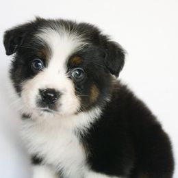 Sebastian - Black tri-color male Australian Shepherd puppy in Richmond, Texas from Big Zen Aussies