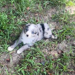 Jason - Blue merle male Miniature Australian Shepherd puppy in Reidsville, North Carolina from Cherry Grove Kennel