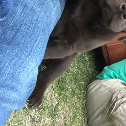 Labrador Retriever Puppies from Post Family Retrievers