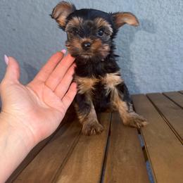 Torvi - Black and gold female Yorkshire Terrier puppy in Cape Coral, Florida from Katherine’s Yorkies and Poodles
