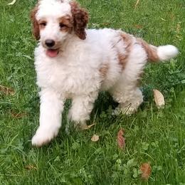 Poodle All Grown Up from Tales Of Joy