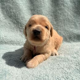 Red collar girl - Cream female Labradoodle puppy in Pollock Pines, California from Goindoodles