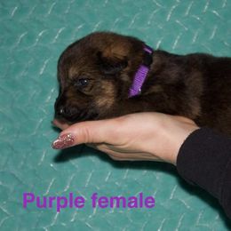 German Shepherd Puppies from Von Der Havier German Shepherds