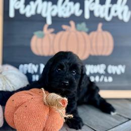 Waylon - Black male Cockapoo puppy in Preston, Idaho from Shaffer Top Notch Puppies