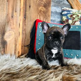 Lime Green - Brindle and white French Bulldog puppy in Jordan Valley, Oregon from Floating Feather Frenchies