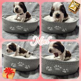 Noel - Liver white and tan female English Springer Spaniel puppy in Westover, Maryland from Sterling's springer Haven