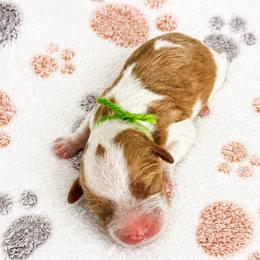 Charles - White male Cavapoo puppy in Hudson, Michigan from Haaspawz