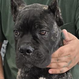 Red Collar Boy - Vera x Lawman - AKC and ICCF - Black brindle male Cane Corso puppy in Gorman, Texas from McOmber Country Kennels
