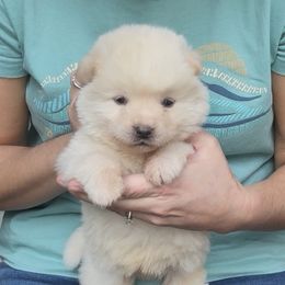 Boy 5 - Brick collar - White male Akita puppy in Coopersburg, Pennsylvania from Main Street Akitas