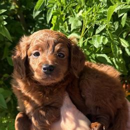 Orange - Red  female Goldendoodle puppy in Tucson, Arizona from Adored Poodle & Doodles