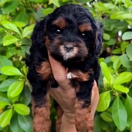 Stella - Black and tan female Cavapoo puppy in Salt Lake City, Utah from SunnySide Mini Doodles