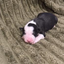 Boy 3 - Black and white male Border Collie puppy in Mckinney, Texas from Border Collies of Ruidoso