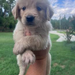Black collar - Golden male Golden Retriever puppy in Jesup, Georgia from Painted Platinum Retrievers (Painted Platinum Kennel) PPK
