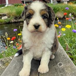 Corvette - Blue merle female Aussiedoodle puppy in Boonville, North Carolina from Branch Creek kennels
