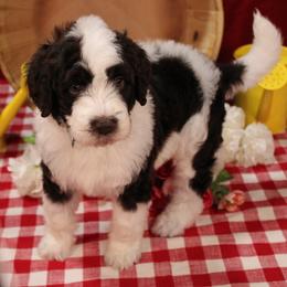 Paul - Brown and white male Bernedoodle puppy in Peyton, Colorado from Peyton Doodles