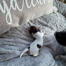 Rocky - Chocolate and tan male Dachshund puppy in Summit, South Carolina from Doxies4Paws