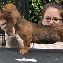 Dachshund Puppies from Passport Dachshunds