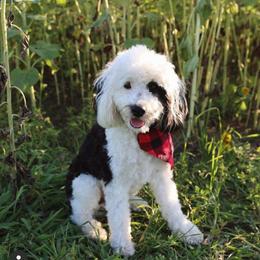 Junie B - Sheepadoodle