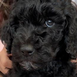 Boy 4 - Poodle puppy in Stuart, Florida from AKC/Excellent + Good OFA Sweet Delightful Poodles