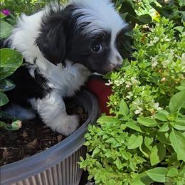 Indigo Long Star Angel - Black and white male Chinese Crested puppy in Amarillo, Texas from Victoria's Chinese Cresteds Long Star Angels