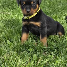 Rottweiler Puppies from Spoon River Rottweilers