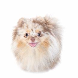 Confetti - Pomeranian