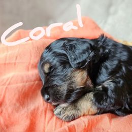 Bernedoodle Puppies from Whispering Aspen Homestead