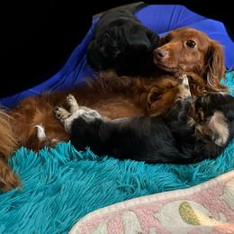 Big Island's Little Weiners Cha Cha Like Ur Mama - Black and cream female Dachshund puppy in Hilo, Hawaii from Big Island’s Little Weiners