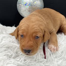 Maroon collar - Yellow male Labrador Retriever puppy in Heath Springs, South Carolina from Rich Hill Retrievers
