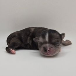 Yuki (AKC) - Merle female Chihuahua puppy in Silver Summit, Utah from Snow Peak Kennel