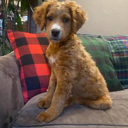 Bernedoodle Puppies from Pitter Patter Puppies NJ