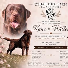 Labrador Retriever puppies from Cedar Hill Farm Labradors