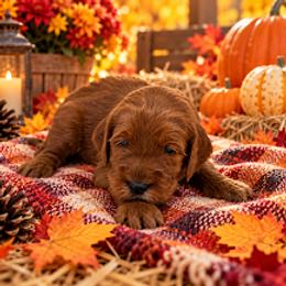 Woodstock - Red  male Goldendoodle puppy in Casselberry, Florida from My Little Doodle
