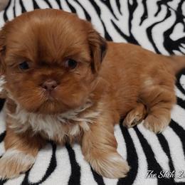 Shih Tzu Puppies from The Shih Zoo