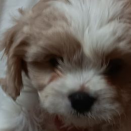 Bailey - Cavachon puppy from The House of Wiggle Waggle