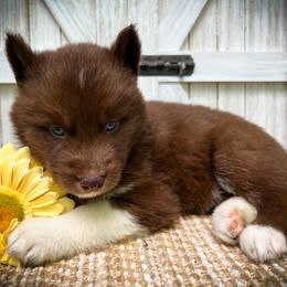 Bryn - Red and white female Siberian Husky puppy in Union Grove, Alabama from Southern Siberian Life
