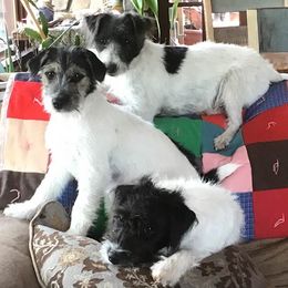 Parson Russell Terriers from Hanford Hills Terriers